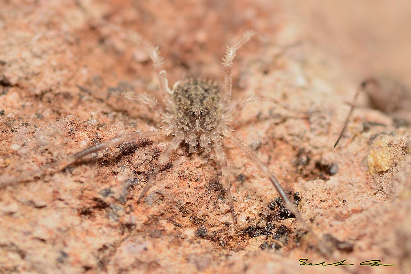 Lacinius horridus (Panzer, 1794) Phalangiidae